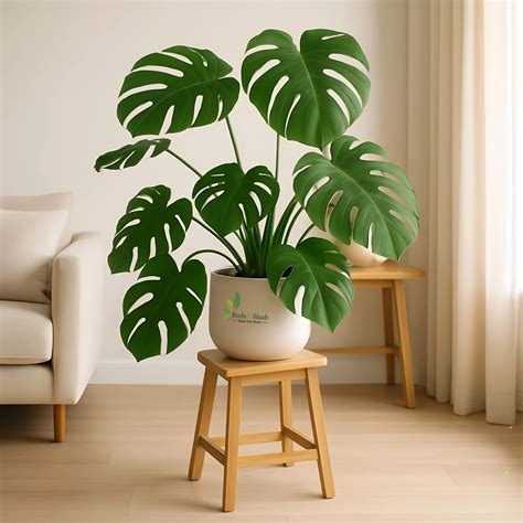 Buy Indoor Plants Online in India | Buds N Blush