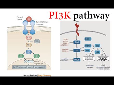 Image result for PI3K Pathway