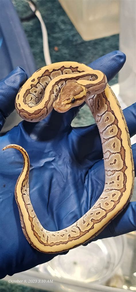 Image result for Purple Python Snake