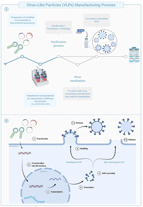 Virus Purification Process 的图像结果