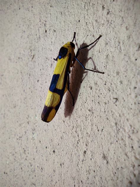 Image result for Insect V Insect