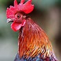 Image result for cock