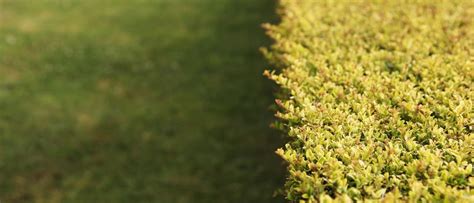 Hedgerows: Nature's Living Fences for Sustainable Farms - Hosachiguru