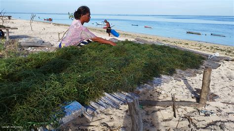 https://www.unido.org/sites/default/files/2023-04/Drying%20Seaweed%20Rote%40Boedi%20Julianto%20UNIDO_1.jpg