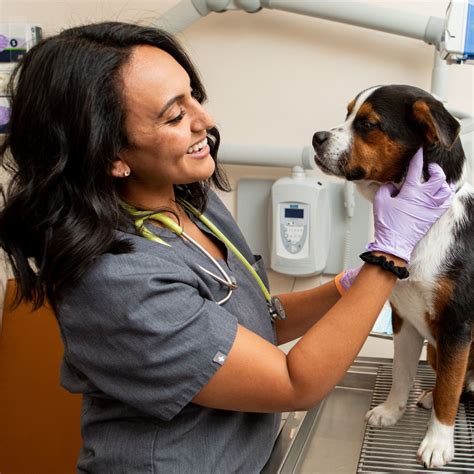 The Hoboken Girl’s 4th Annual Puppy Bowl Contest — NOMINATE YOUR PUP! - Hoboken Girl