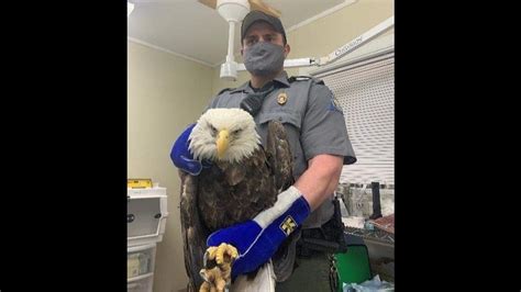 Bald eagle found shot in Washington County, MO: officials | Kansas City ...