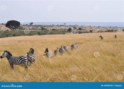 Zebras migration stock image. Image of give, sadness - 43969535