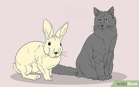 3 Ways to Draw Animals - wikiHow