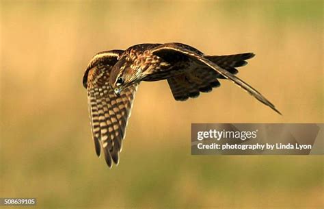 Image result for Merlin In-Flight