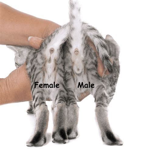 Male Vs Female Siamese Cats: Intriguing Differences