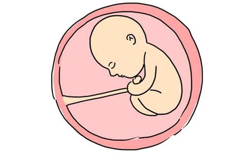 胎宝宝在第8周开始快速发育 - 知乎