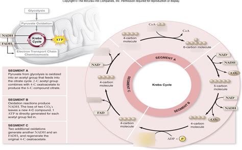Krebs Cycle Explained Simply 的图像结果