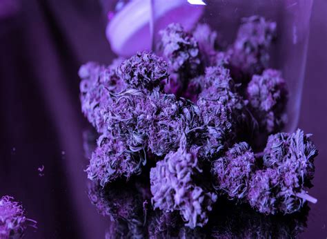Purple Haze Marijuana Strain: An In-Depth Weed Strain Guide