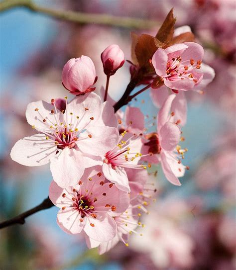 Flowering Plum Tree 的图像结果