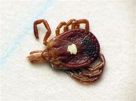 About Lone Star Tick - Maryland Biodiversity Project