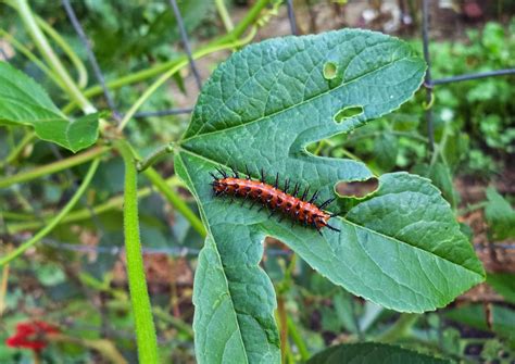 UGA Extension in Cobb County: Orange Caterpillar with Black Spikes