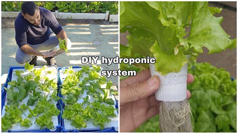 Hydroponic Systems DIY 的图像结果