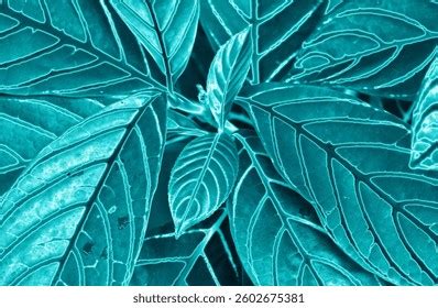 Image result for Turquoise Blue Color