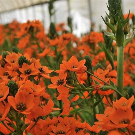 Buy Orange Color Flower Bulbs online from Nurserylive at lowest price.