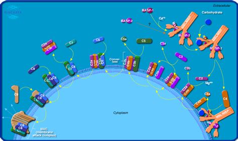 Image result for Complement Membrane Attack Complex