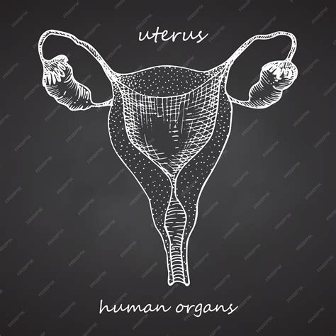 Sketch Of Uterus