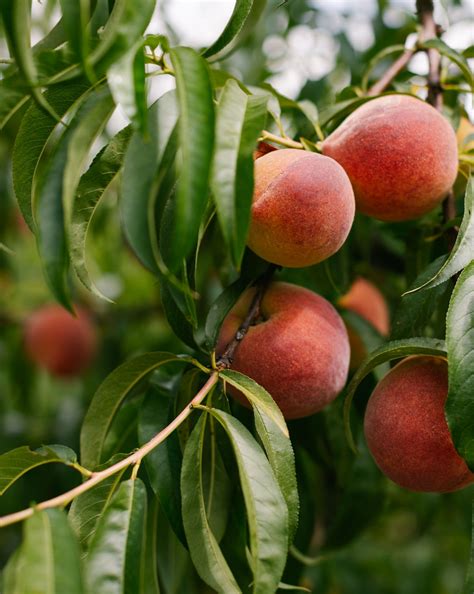 What Makes Georgia Peaches So Special? | Lane Southern Orchards