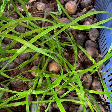 Lycoris Radiata (Bulbs)