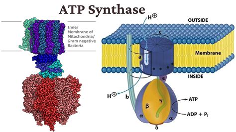 Image result for ATP Molecule Structure
