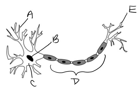 Labelling a Neuron 的图像结果