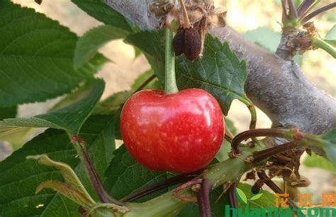 这25种樱桃品种，哪一种更适合种植?-行情分析-中国花木网