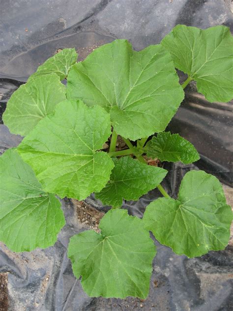 Young Squash Plant