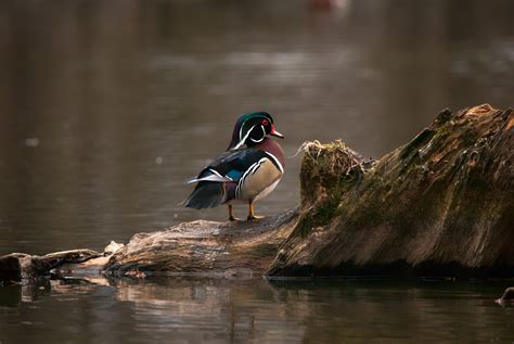 Download Animal Wood Duck 4k Ultra HD Wallpaper by simardfrancois