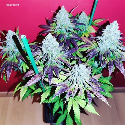 Vanilla Frosting Strain Info / Vanilla Frosting Weed By Anesia Seeds ...