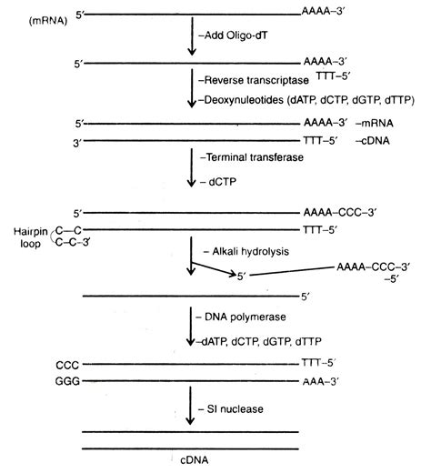 What Is Cdna And How Is It Made at Abigail Chambers blog