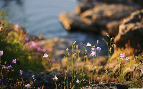 Wildflowers Wallpaper