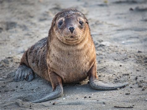 Sea Lion 的图像结果