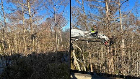 Man rescued after he got stuck in tree while running from police ...