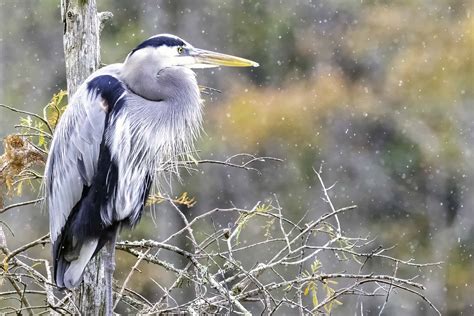 Heron vs Crane: 8 Main Differences Explained - A-Z Animals