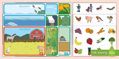 Category Sorting Activity | Twinkl EYFS
