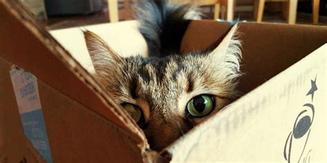 Cat Behavior Tips & Information from Cat Experts | Purina US
