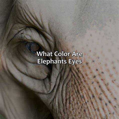 What Colors Do Elephants Come In at Rita Davis blog