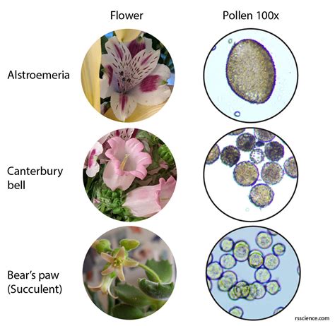 Image result for Flower Pollen Under Microscope