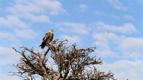 Wallpaper tree, eagle, bird, wildlife, africa hd, picture, image