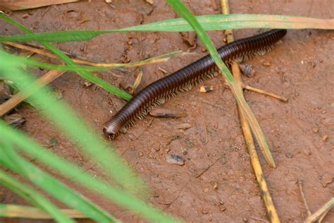 Do centipedes have 100 legs while millipedes have 1000? | Times ...