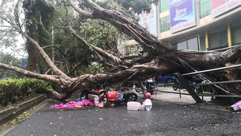 惊险！风刮大树倒，海口一骑车女子被砸倒在地 市民齐心抬树救人-新闻中心-南海网
