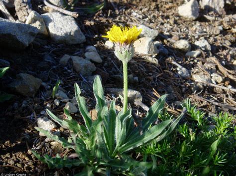 USDA Plants Database