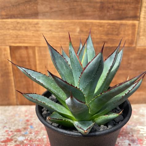 rimosgreen 手に取ってみたい、美しいサボテンと多肉植物の専門店