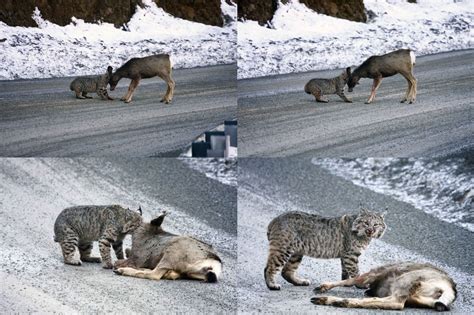 Bobcat Attack Deer