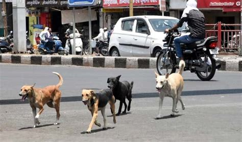 If stray dogs attack people, those who feed them could be held liable ...