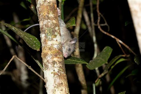 毛皮一只马达加斯老鼠爬到树枝上一只马达加斯老鼠爬到树枝上地面吃高清图片下载-正版图片307800311-摄图网